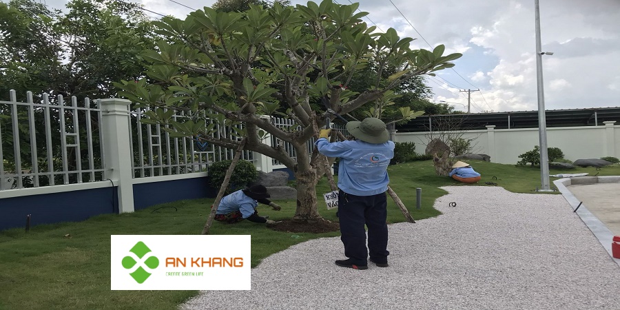 Dịch Vụ Cắt Tỉa Cây Xanh Tại Bình Dương