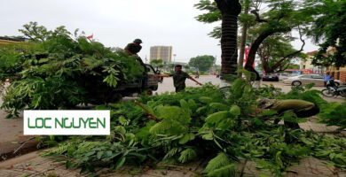 Dịch Vụ Cắt Tỉa Cây Xanh Tại Hồ Chí Minh