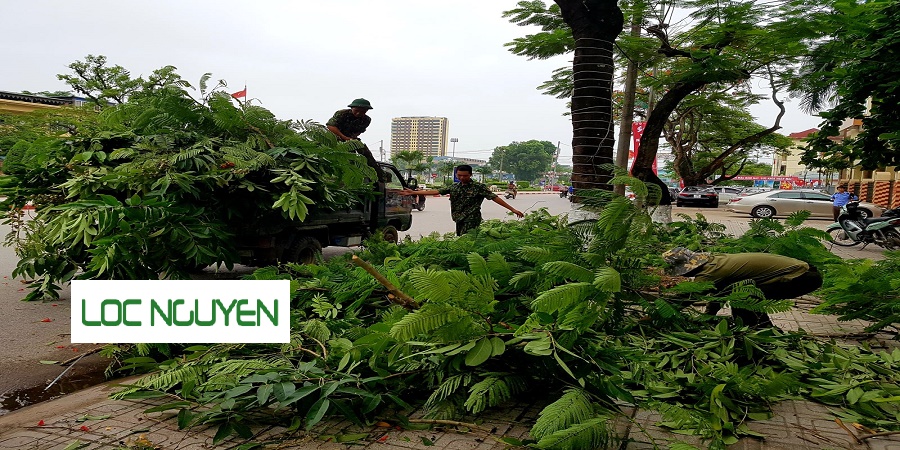 Dịch Vụ Cắt Tỉa Cây Xanh Tại Hồ Chí Minh