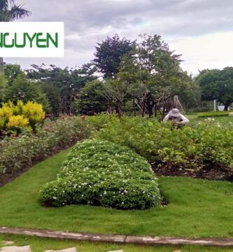 Dịch Vụ Cây Xanh Tại Long An