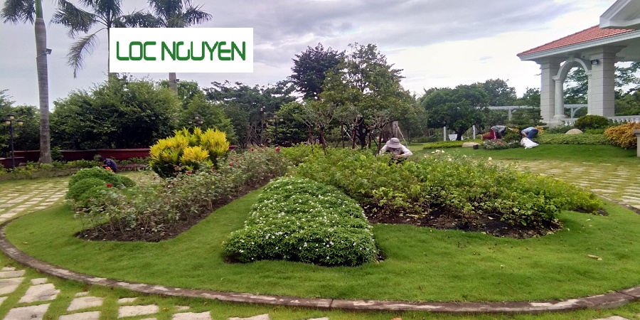 Dịch Vụ Cây Xanh Tại Long An