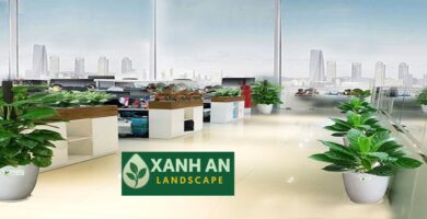 Dịch Vụ Thuê Cây Văn Phòng Dĩ An