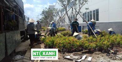 Dịch Vụ Trồng Cây Xanh Bình Dương