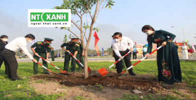 Dịch Vụ Trồng Cây Xanh Tây Ninh