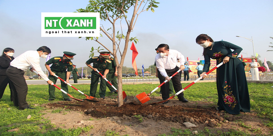 Dịch Vụ Trồng Cây Xanh Tây Ninh