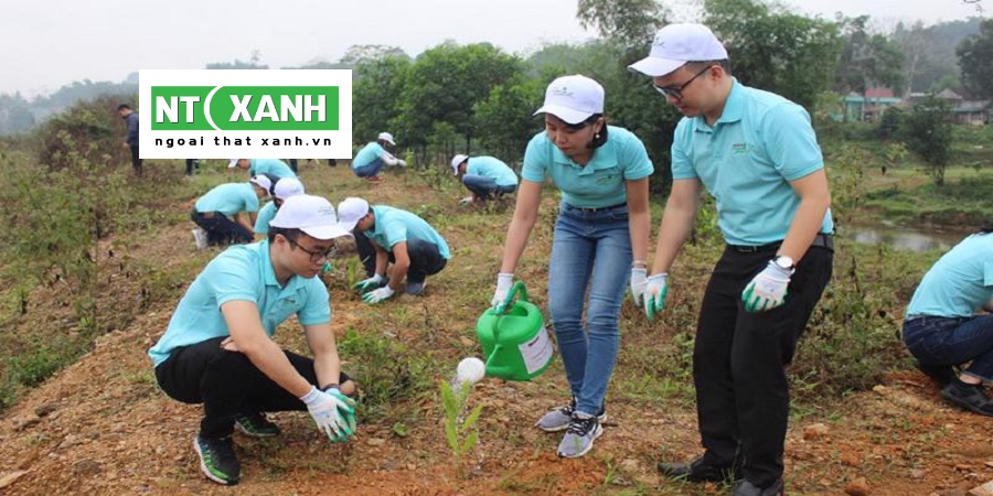 Dịch Vụ Trồng Cây Xanh tphcm