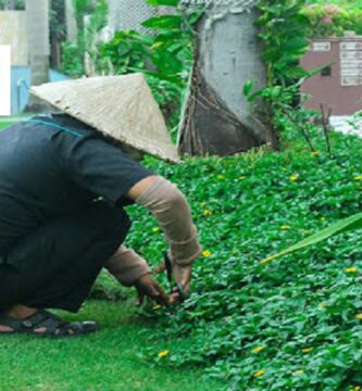 Dịch Vụ Trồng Cỏ Long An