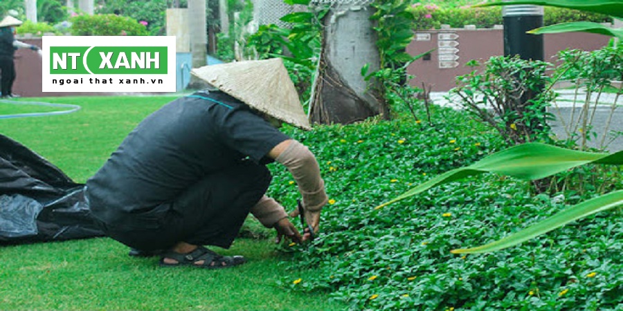 Dịch Vụ Trồng Cỏ Long An
