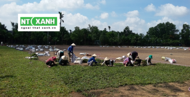 Giới Thiệu Dịch Vụ Trồng Cỏ Tại Bình Dương