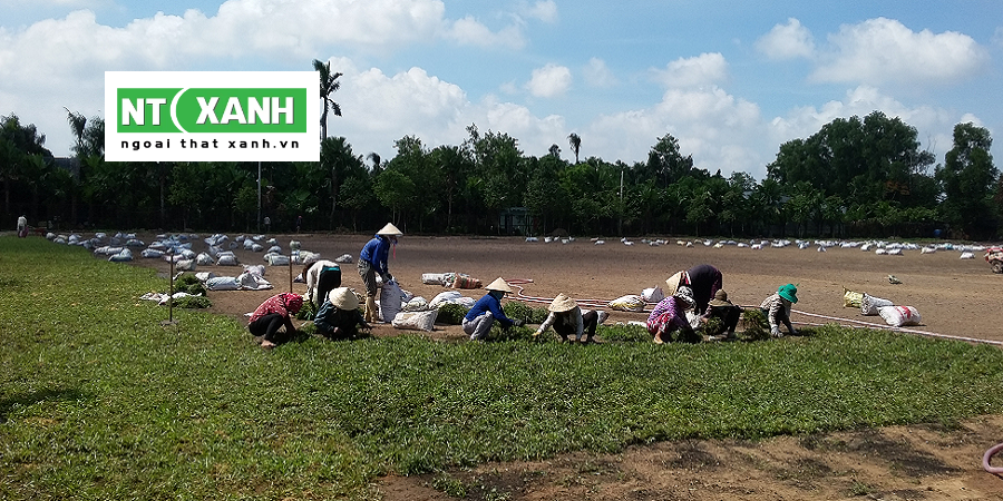 Giới Thiệu Dịch Vụ Trồng Cỏ Tại Bình Dương
