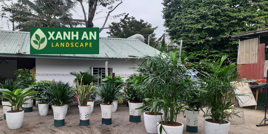 Thuê Cây Xanh Dĩ An