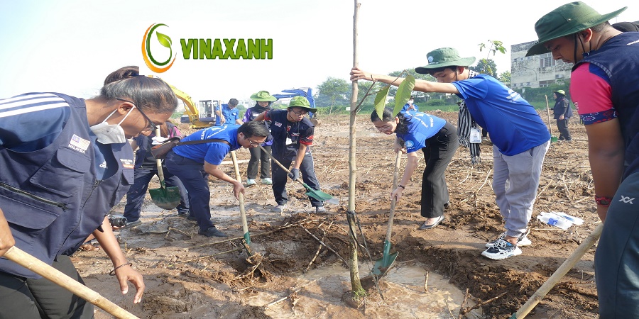 Trồng cây xanh quận 2 TPHCM