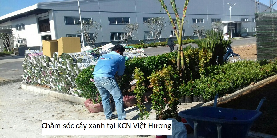Chăm sóc cây xanh tại KCN Việt Hương