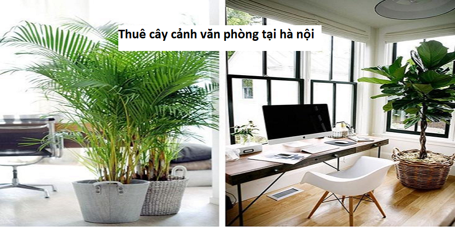 Thuê cây cảnh văn phòng tại hà nội