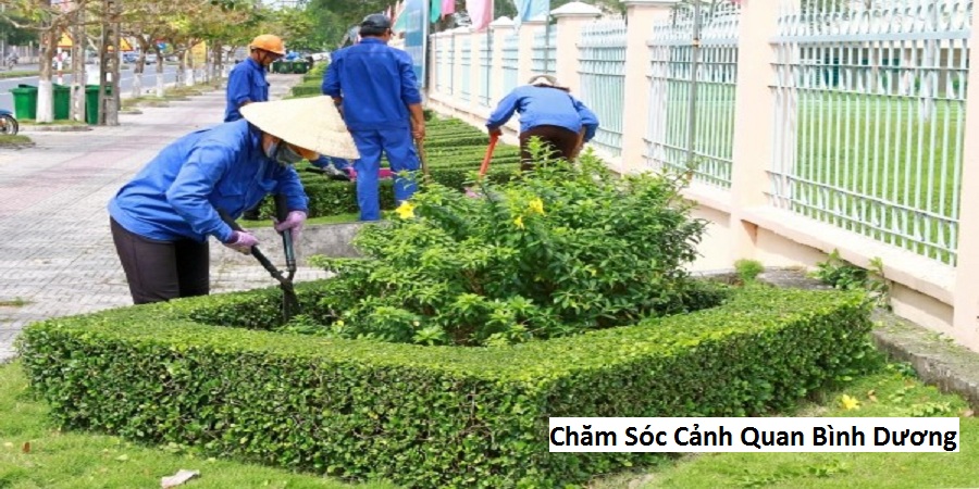 Chăm Sóc Cảnh Quan Bình Dương
