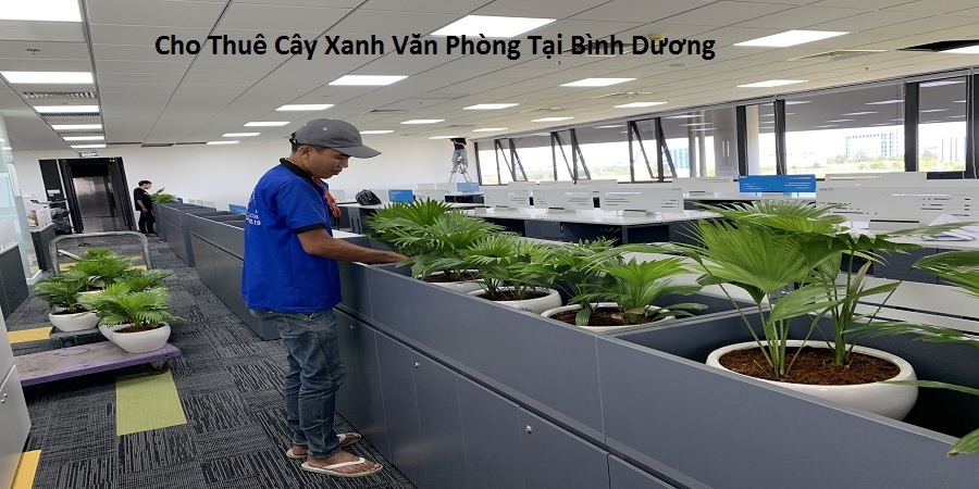 Cho Thuê Cây Xanh Văn Phòng Tại Bình Dương