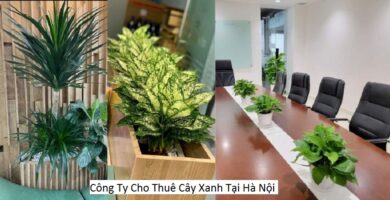 Công Ty Cho Thuê Cây Xanh Tại Hà Nội