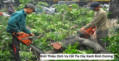 Giới Thiệu Dịch Vụ Cắt Tỉa Cây Xanh Bình Dương