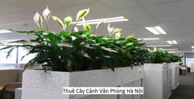 Thuê Cây Cảnh Văn Phòng Hà Nội